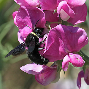 Xylocopa violacea, W Xylocopa violacea, W