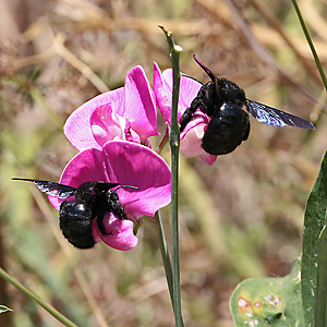 Xylocopa violacea, WW Xylocopa violacea, WW