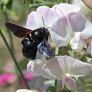 Xylocopa violacea, W Xylocopa violacea, W
