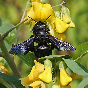Xylocopa violacea, M Xylocopa violacea, M