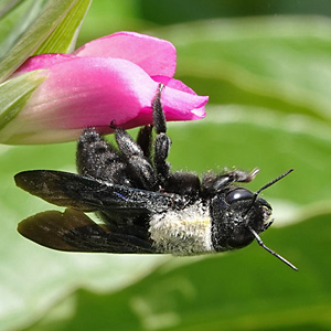 Xylocopa violacea, W Xylocopa violacea, W
