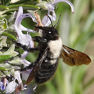 Xylocopa violacea, M Xylocopa violacea, M