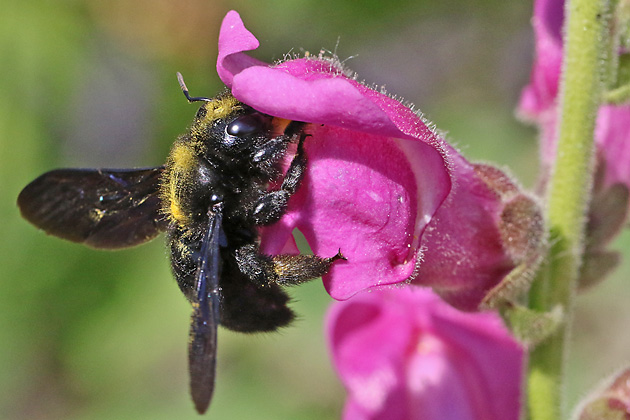 Xylocopa violacea, W Xylocopa violacea, W