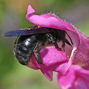 Xylocopa violacea, W Xylocopa violacea, W