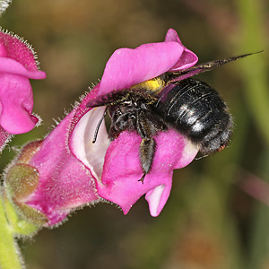 Xylocopa violacea, W Xylocopa violacea, W