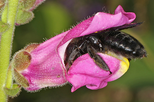 Xylocopa violacea, W violacea, W