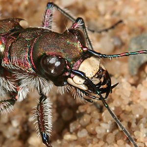 Sandlaufkäfer (Cicindela) Sandlaufkäfer (Cicindela)