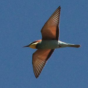 wildbienen rauber vogel aves