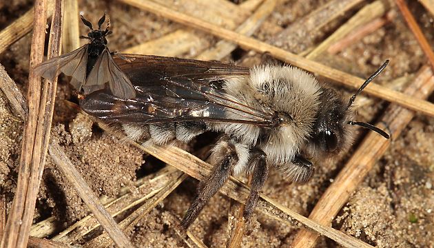 Andrena vaga, W + Stylops ater / melittae, M