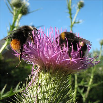 Cirsium vulgare mit Hummeln