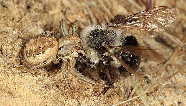 Xysticus cristatus mit erbeuteter Andrena vaga (26.4.2014) Xysticus cristatus mit Andrena vaga