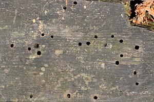 Totholzbohle mit Käferfraßgängen Totholzbohle mit Käferfraßgängen