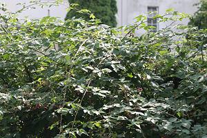 Hohle & markhaltige Stengel Hohle & markhaltige Stengel