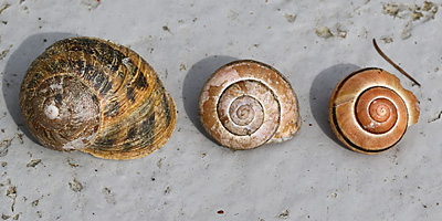 Scheckenhäuser Scheckenhäuser