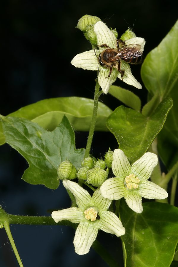 Andrena flora an der Zaunr&uuml;be (Bryonia dioica)