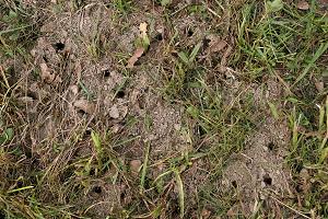 Solitarbienenschutz Boden Niststellen