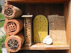 Amslers Wildbienenwand: Detailansichten (5) Amslers Wildbienenwand: Detailansichten (5)