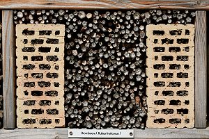 Bonn, Bienenstand: Brombeere (Rubus fructicosus) Bonn, Bienenstand: Brombeere (Rubus fructicosus)