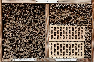 Bonn, Bienenstand: Verschiedene Bambus-Arten + Holunder (Sambucus nigra) Bonn, Bienenstand: Verschiedene Bambus-Arten + Holunder (Sambucus nigra)