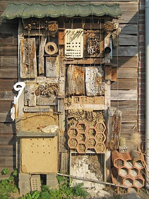 Wildbienenstand in Maastricht, 1 Wildbienenstand in Maastricht, 1