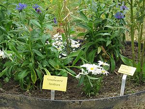 Chrysantemum maximum & Bunias orientalis für Andrena spec. Chrysantemum maximum & Bunias orientalis für Andrena spec.