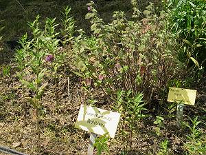 Ballota nigra für Anthidium spec. Ballota nigra für Anthidium spec.