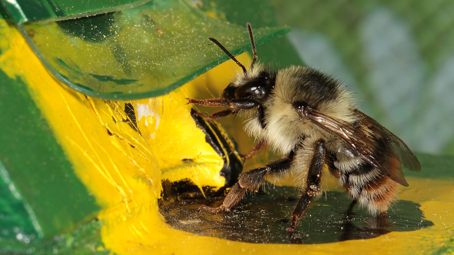 Bombus Sylvarum