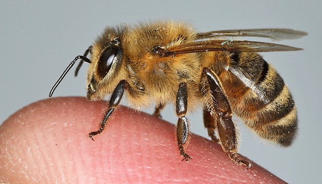 Honigbiene