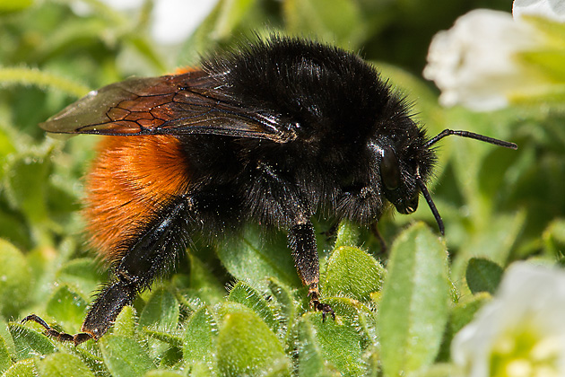 Bombus alpinus, W