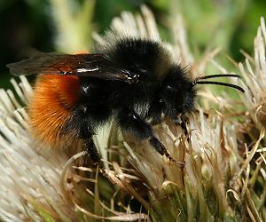 Bombus alpinus, M