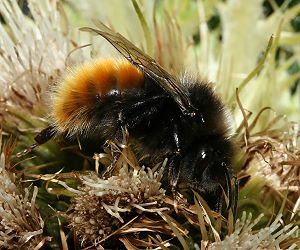 Bombus alpinus, M