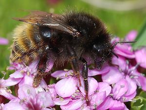 Bombus alpinus, W
