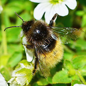Bombus alpinus, M