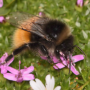 Bombus alpinus, M
