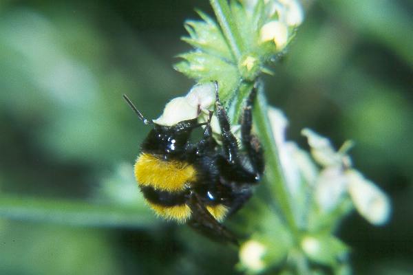Bombus argillaceus, A N