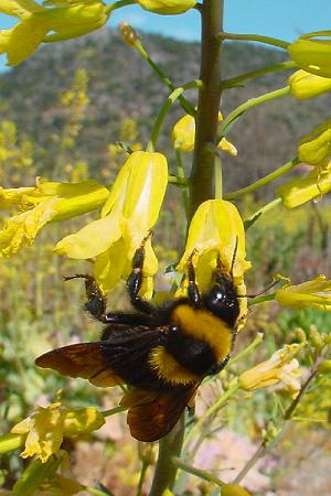 Bombus argillaceus, W N