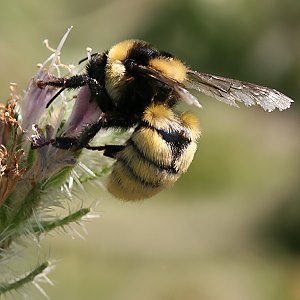 Bombus armeniacus, A