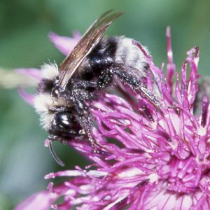 Bombus barbutellus, M N