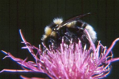 Bombus barbutellus, M N