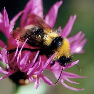 Bombus barbutellus, M