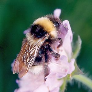 Bombus barbutellus, W