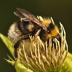 Bombus barbutellus, M