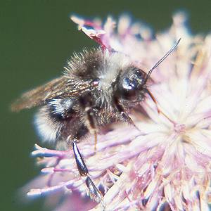 Bombus bohemicus, M N