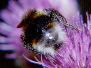 Bombus bohemicus, M N