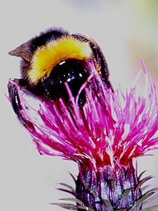 Bombus bohemicus, W N