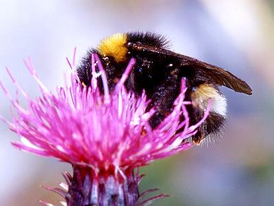 Bombus bohemicus, W N