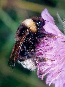 Bombus bohemicus, W N