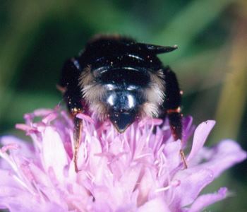 Bombus bohemicus, W N