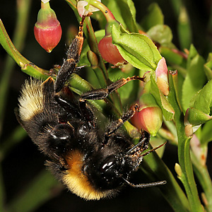 Bombus bohemicus, W N