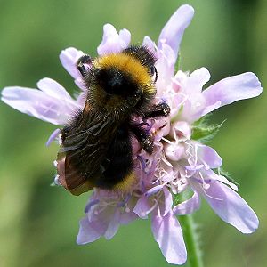 Bombus campestris, M N